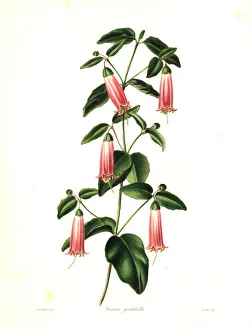 Nevitt Collection: Salmon correa or neat correa, Correa pulchella