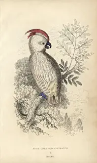 Dick Prints: Salmon-crested cockatoo, Cacatua moluccensis Vulnerable