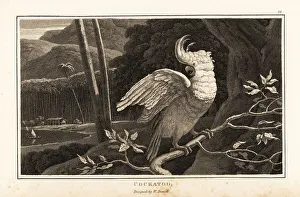 Perch Prints: Salmon-crested cockatoo perched on a branch near the coast