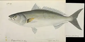 Salmon of the settlers