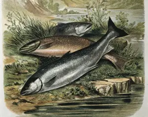 Salmons. Engraving after a drawing by a F. Padr󮠅