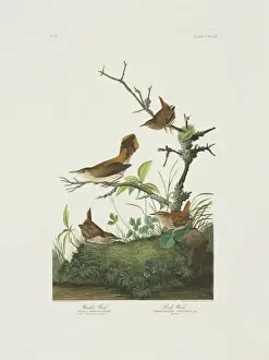 Troglodytidae Prints: Salpinctes obsoletus, rock wren, Troglodytes troglodytes, wi