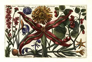 Arbor Gallery: Salsify, houseleek, snakeroot, cornflower