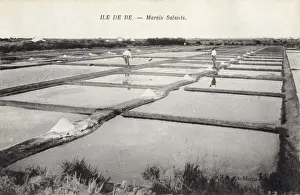 Salt on Ile De Re