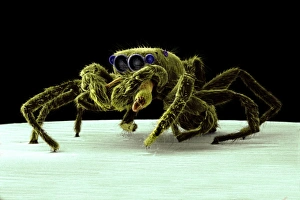 Araneae Gallery: Salticus senecus, zebra jumping spider