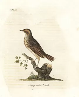 Sparrow Collection: Saltmarsh sparrow, Ammodramus caudacutus. Vulnerable