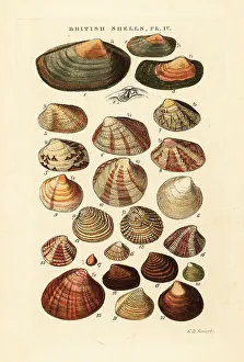 Gastropod Prints: Saltwater clams, Venus casina, Astarte elliptica, etc