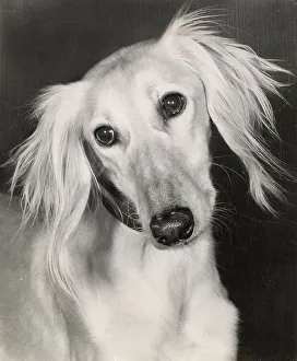 Saluki Prints: Saluki