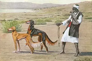 Leash Prints: Salukis, Man and Facon