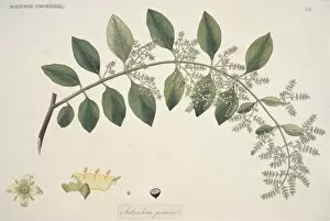 Brassicales Gallery: Salvadora persica, toothbrush tree