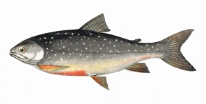 Alpinus Gallery: Salvelinus alpinus alpinus, or Alpine Char