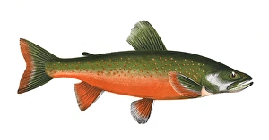 Cold Gallery: Salvelinus alpinus, or Arctic Char