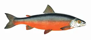Charr Prints: Salvelinus colii, or Coles Char