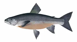 Grays Prints: Salvelinus grayi, or Grays Char