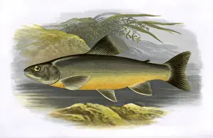 Charr Prints: Salvelinus killinensis, or Loch Killin Charr