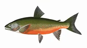 Spots Prints: Salvelinus willoughbii, or Willoughbys Char