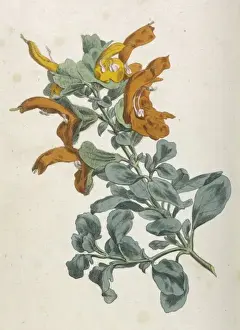 Aurea Prints: Salvia Africana-Lutea