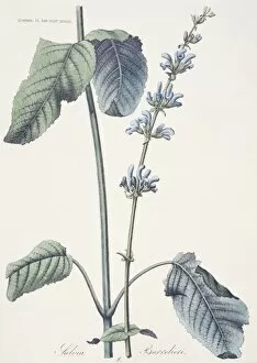 Labiatae Collection: Salvia barrelieri, meadow clary