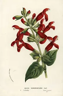 Colombia Prints: Salvia gesneriiflora