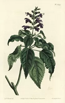 Salvia lamiifolia