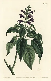 Amoena Gallery: Salvia lamiifolia