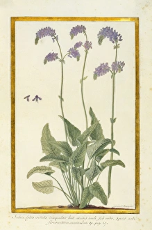 Women Artists Collection: Salvia nutans, nodding sage