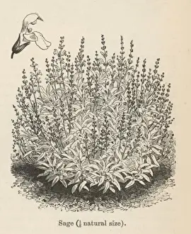 Salvia Officinalis