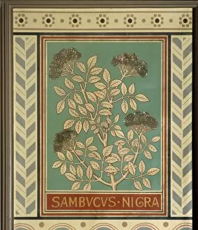 Adoxaceae Gallery: Sambucus nigra, elder