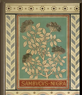 Adoxaceae Gallery: Sambucus nigra, elder