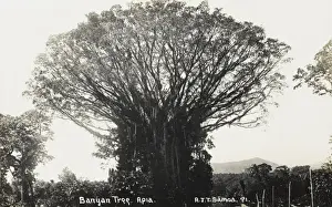 Canopy Prints: Samoa - Banyan Tree