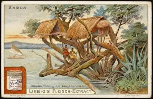 Samoan Tree House