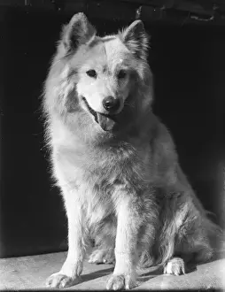 A Samoyed 1930S