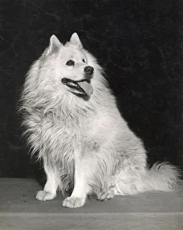 Samoyed Prints: Samoyed