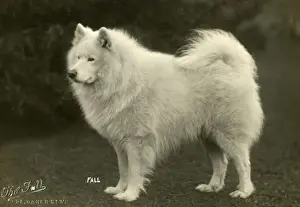 Challenge Prints: SAMOYED / KARA SEA / 1928