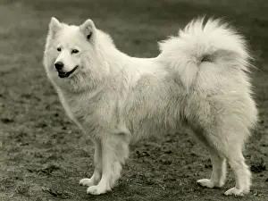 SAMOYED / PEARLA OF KUBE