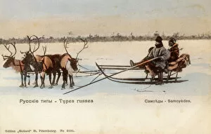 Frozen Gallery: Samoyed People with their reindeer sled