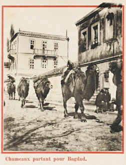 Amisos Gallery: Samsun - Camel train leaves for Baghdad