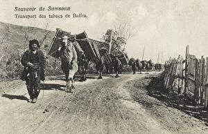 Amisos Gallery: Samsun - Camels transporting tobacco