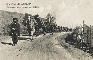 Amisos Gallery: Samsun - Camels transporting tobacco