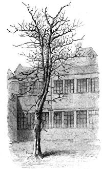 1709 Prints: Samuel Johnson / Tree