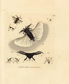 Subjects Gallery: Sand bee parasite, Stylops melittae