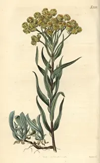 Everlasting Prints: Sand everlasting, Gnaphalium arenarium