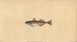 Donovan Prints: Sand goby, Pomatoschistus minutus
