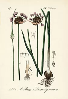 Allium Gallery: Sand leek or rocambole, Allium scorodoprasum