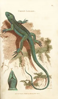 Amphibia Collection: Sand lizard, Lacerta agilis