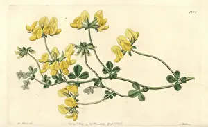 Sand lotus, Lotus arenarius