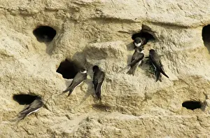 Nest Prints: Sand Martins - quarrel over nest holes in a sand