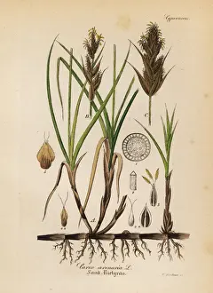 Sedge Prints: Sand sedge, Carex arenaria