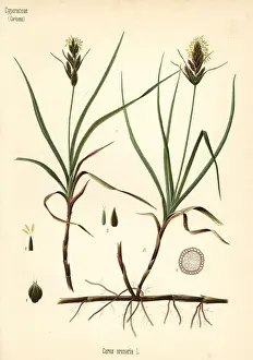 Sand sedge, Carex arenaria