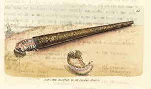 Subjects Gallery: Sand tube-building annelid fanworm, Pectinaria belgica
